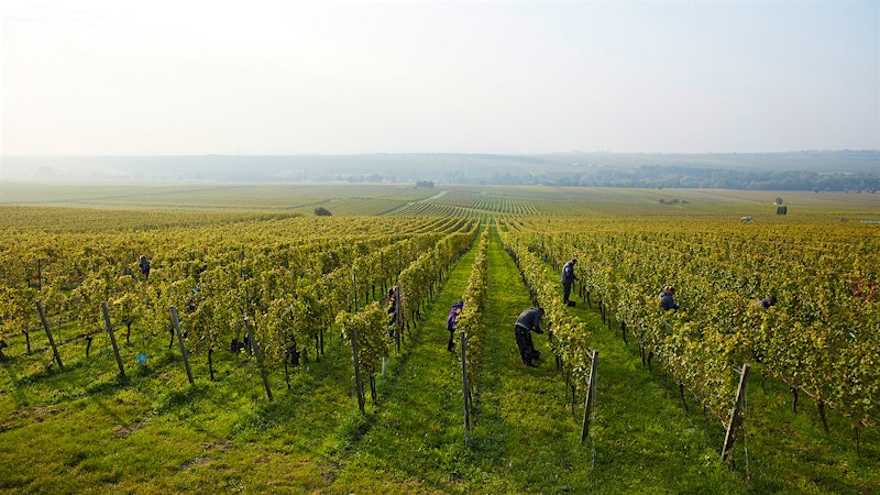 10 Vintages of Top German Rieslings: Wittmann