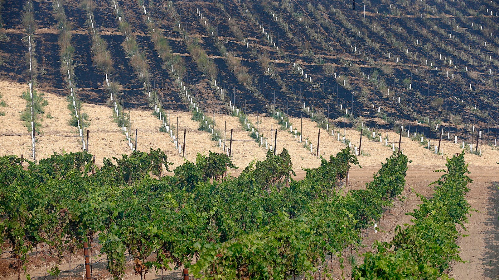 A partially scorched vineyard in Geyserville, Calif.