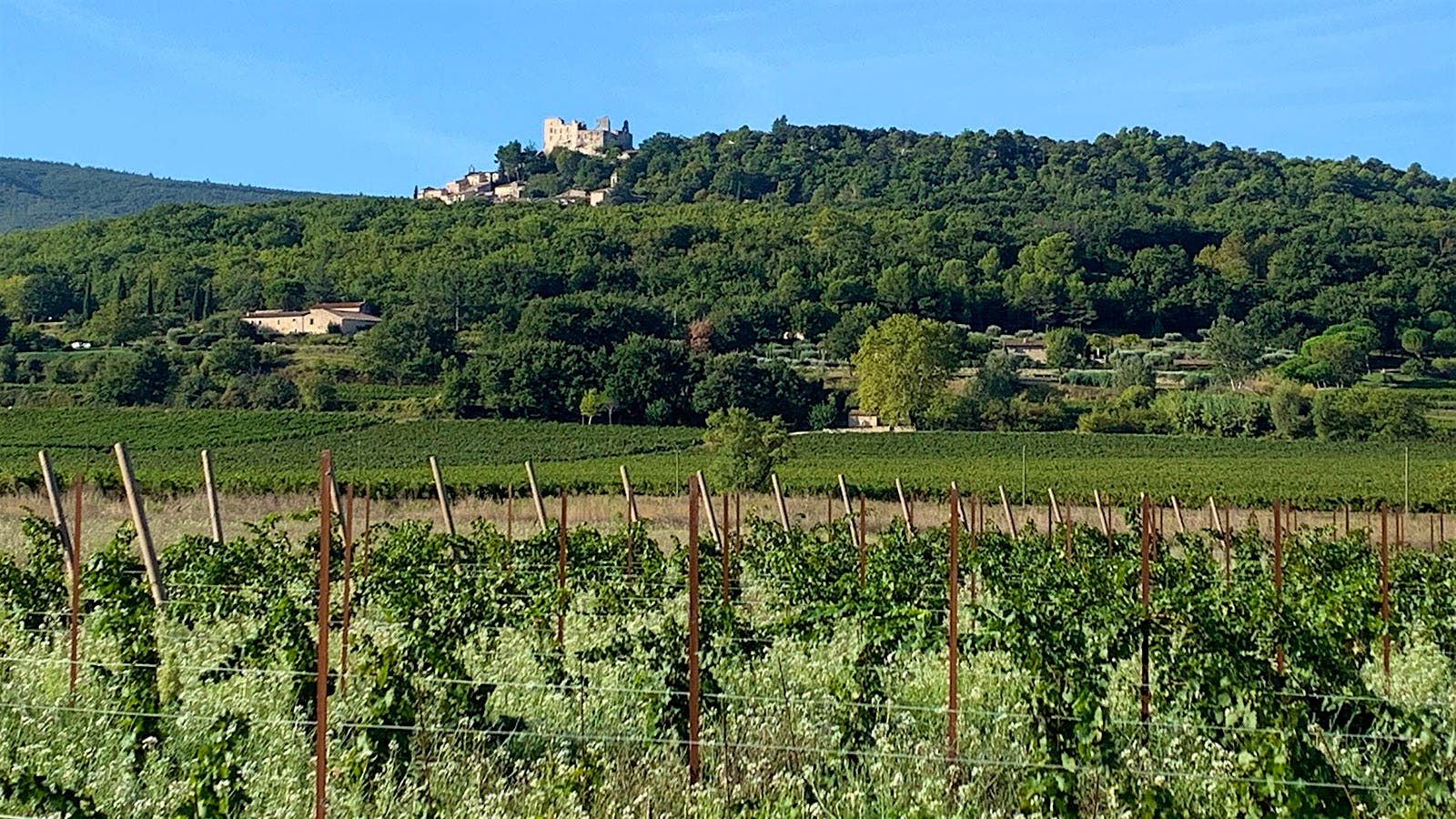The vineyards of Les Quelles de La Coste sits on the valley floor below the village of Lacoste and its castle ruins.