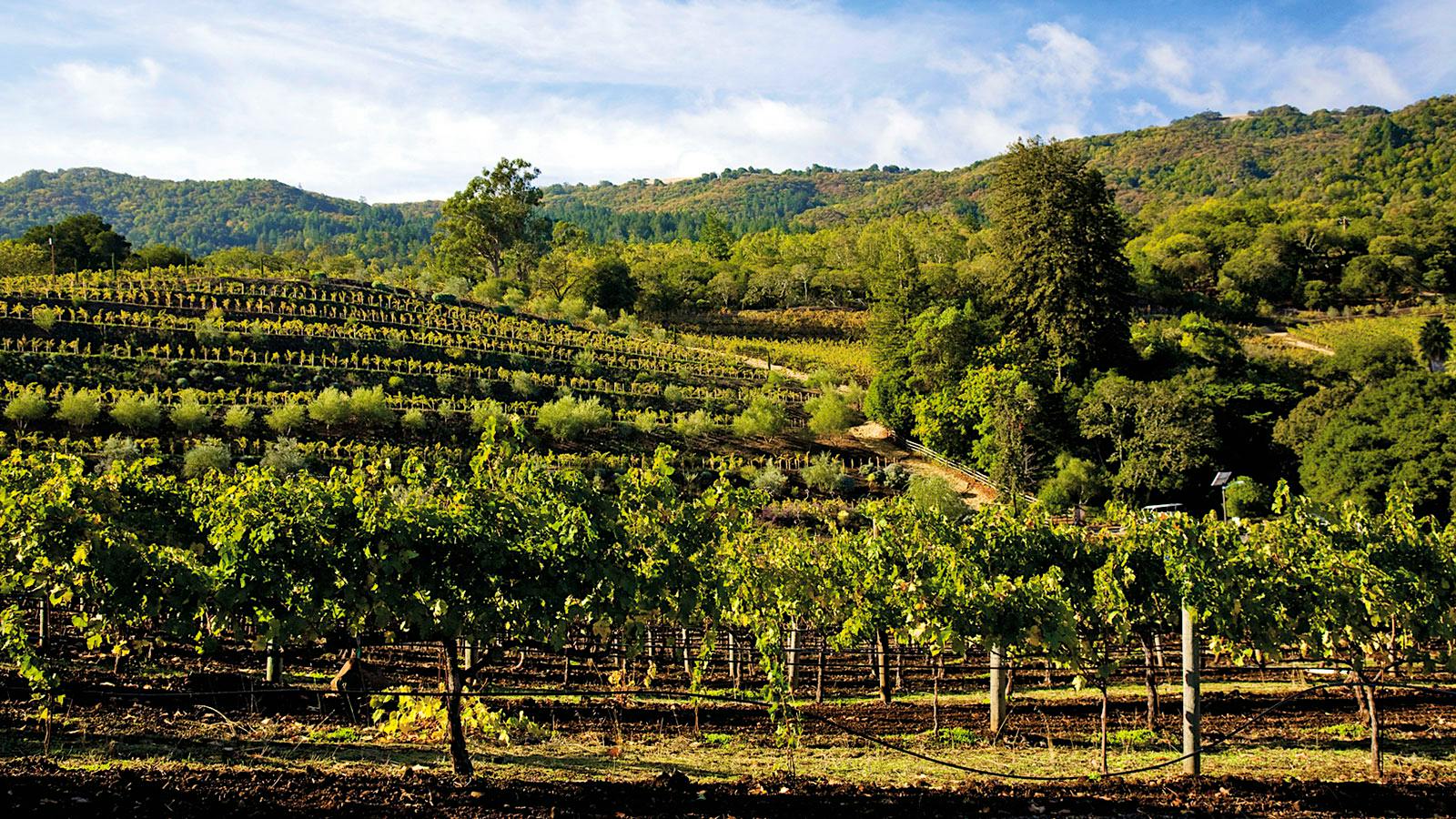9 Wines that Are Sonoma Strong