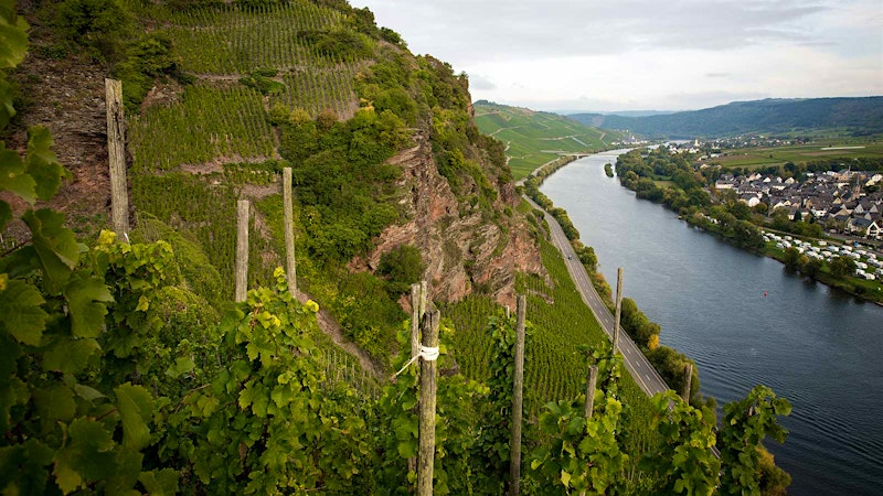11 Rieslings from Germany and Alsace