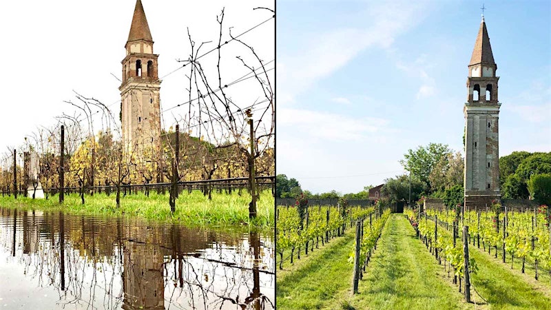 Record Flood Swamps Venice's Unique Vineyard