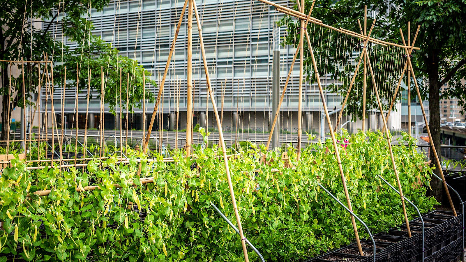 Riverpark’s urban farm