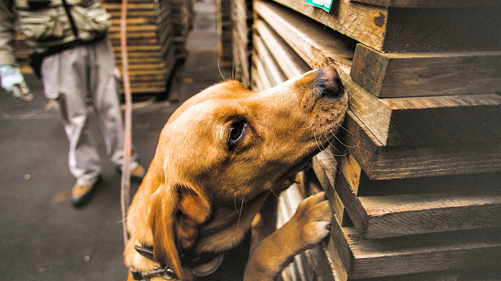 Odysé, a Natinga project dog identifying TCA taint