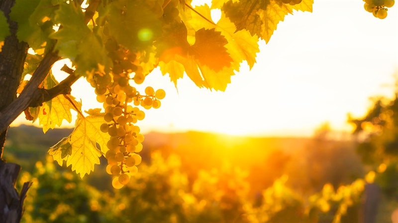 Surviving Climate Change: Replanting Wine Regions to Different Varieties May Be Key, Study Finds
