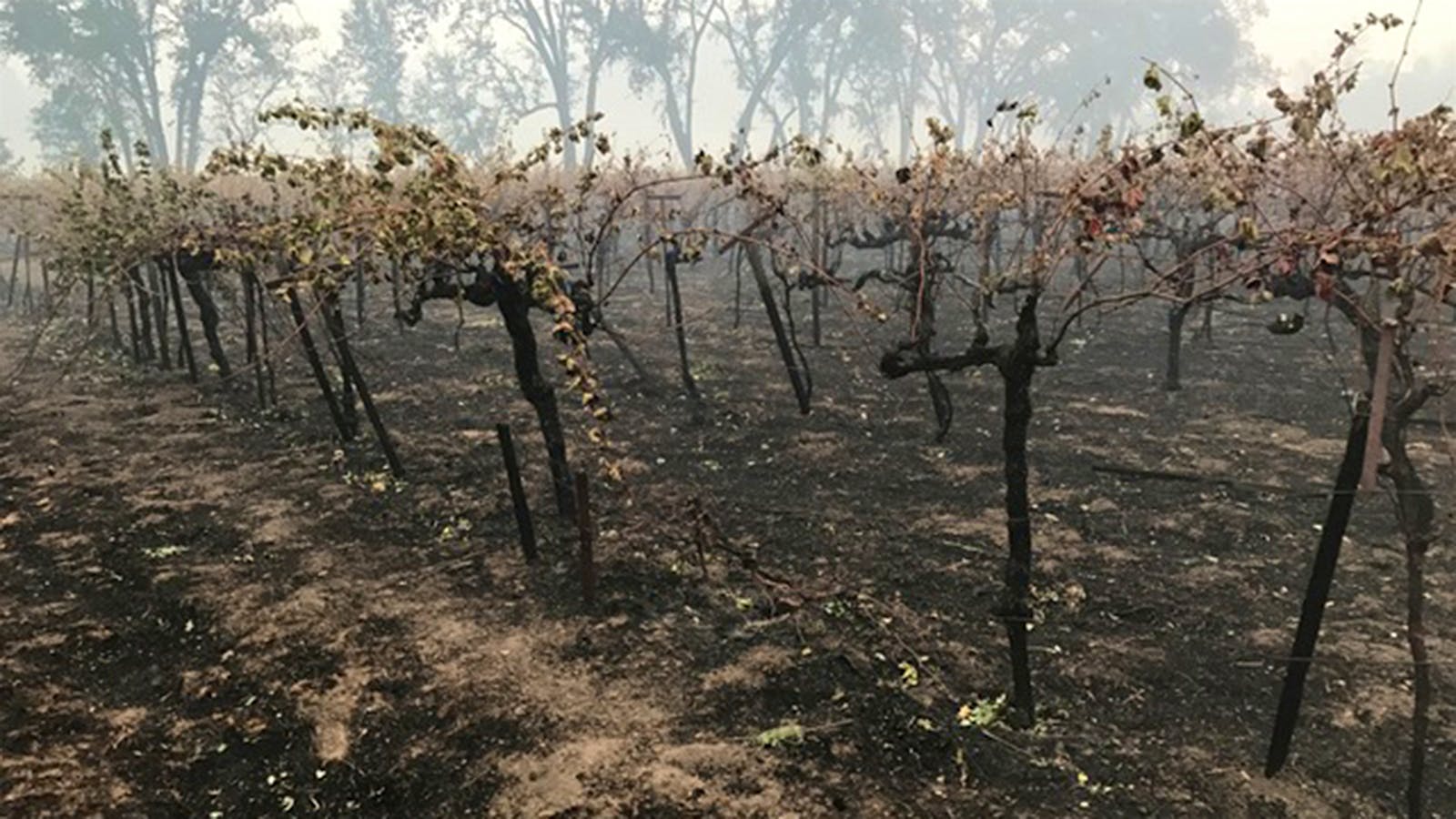 California Wineries Sue Insurers Over Smoke Tainted Wines