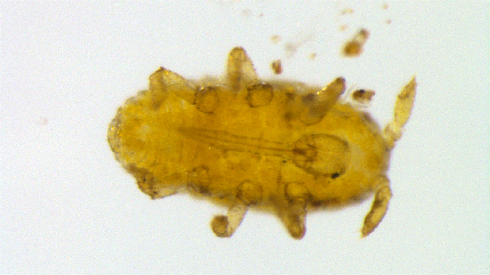 Phylloxera louse