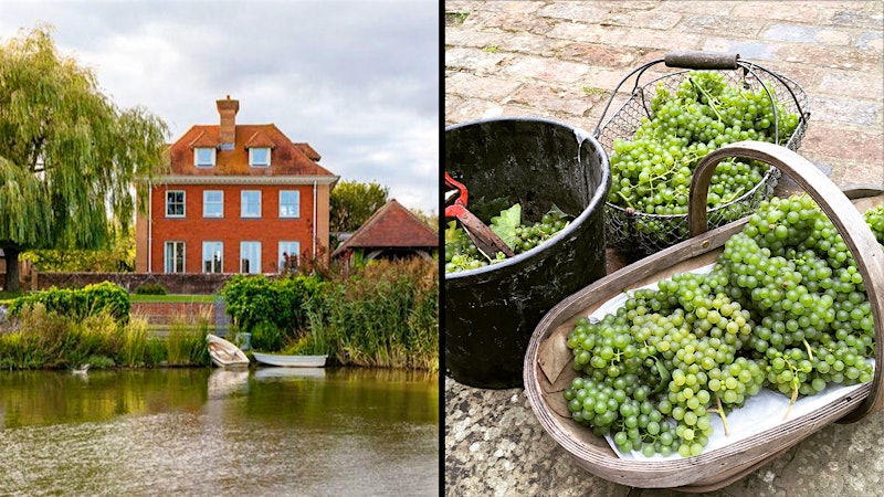 Is this the World's Smallest Vineyard?