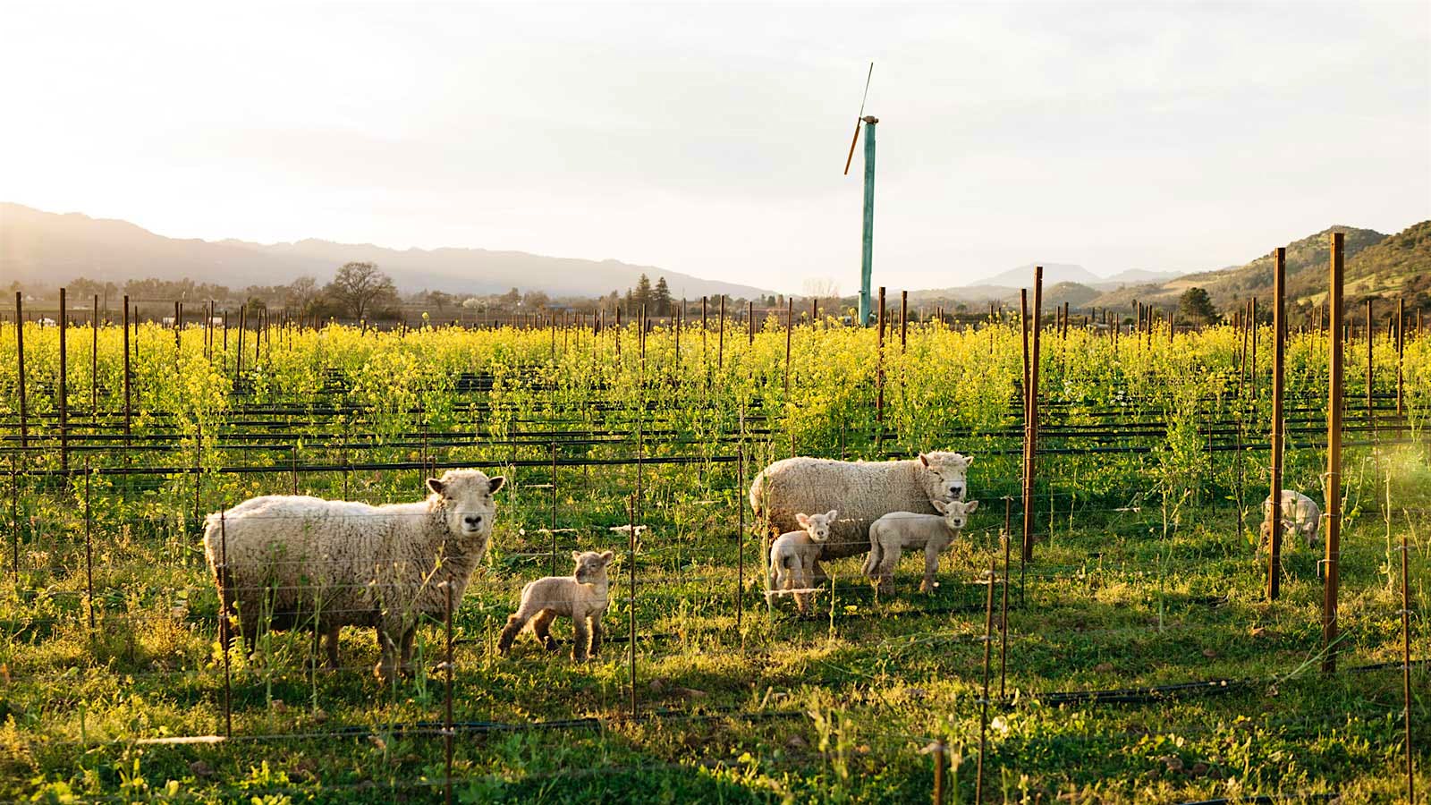 Insider Weekly: February 19 Edition