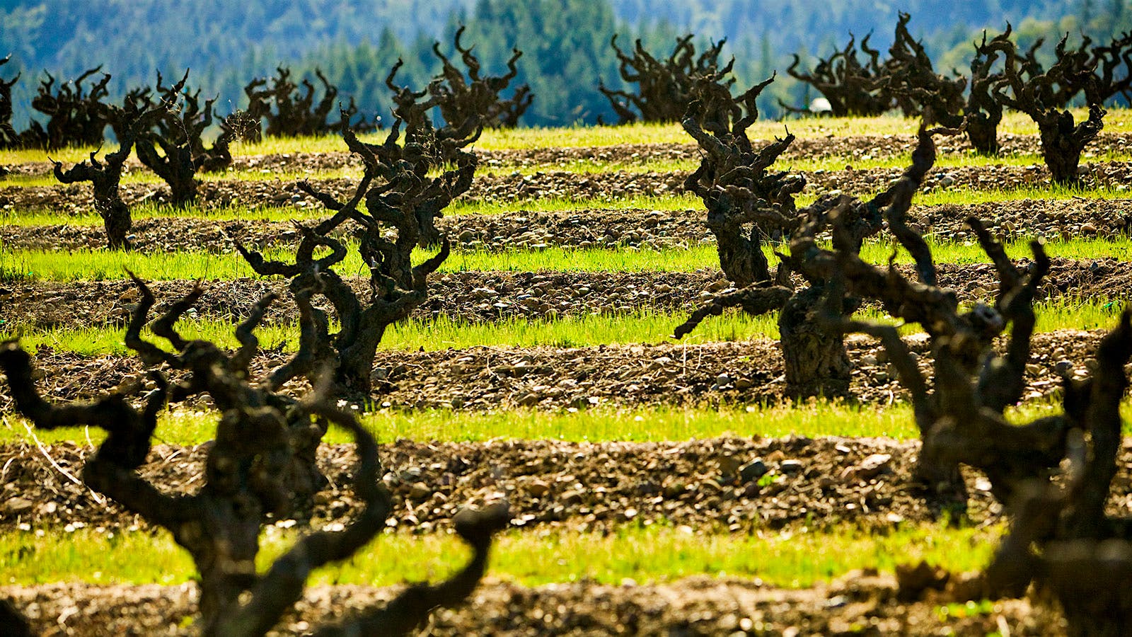 Insider Weekly: February 12 Edition