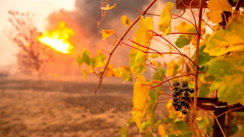Can Grapes Be Protected from Wildfire Smoke Taint?