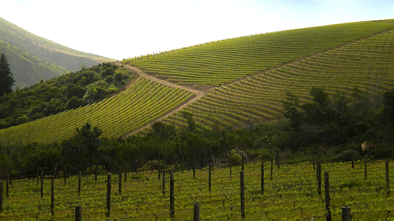 8 Unique South African Wines for $27 or Less