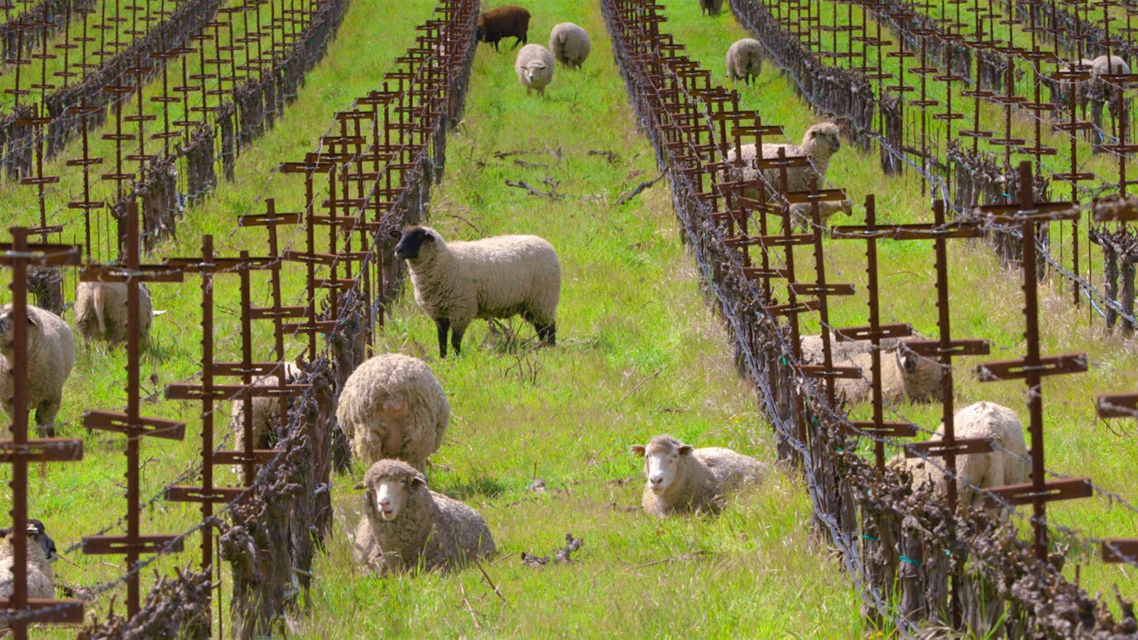 Must-Sheep TV: Watch Shafer's Unusual Take on the Soothing 'Fireplace' Video