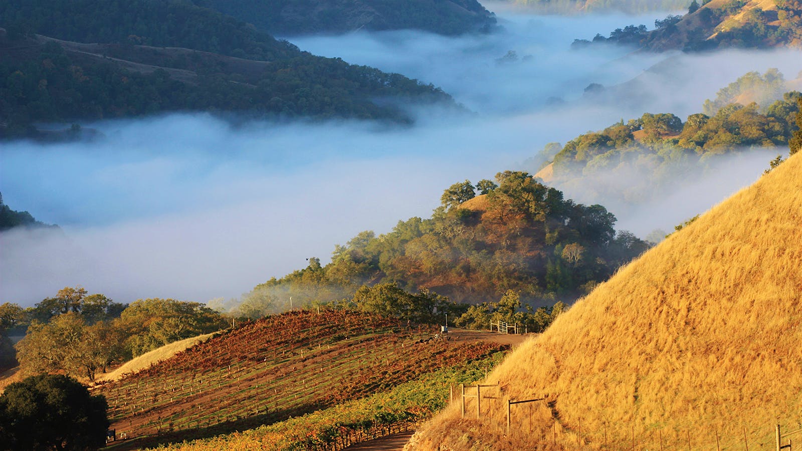 Quiz: Wine & Weather