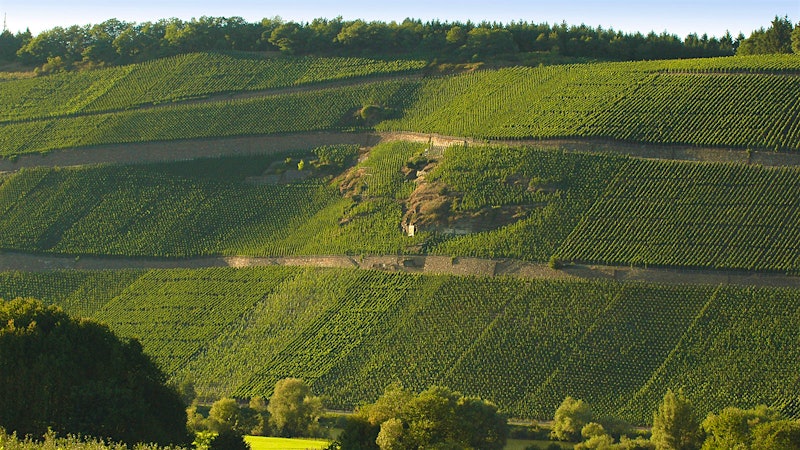 8 Vibrant German Rieslings