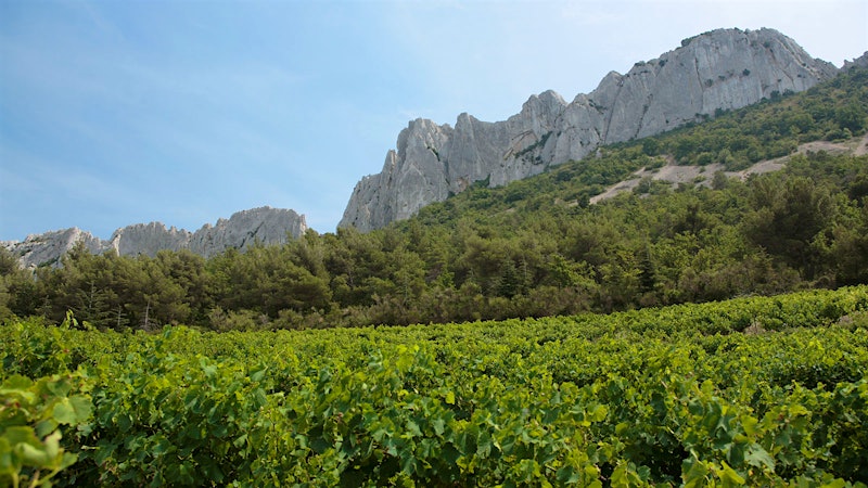 8 Reds from the Southern Rhône