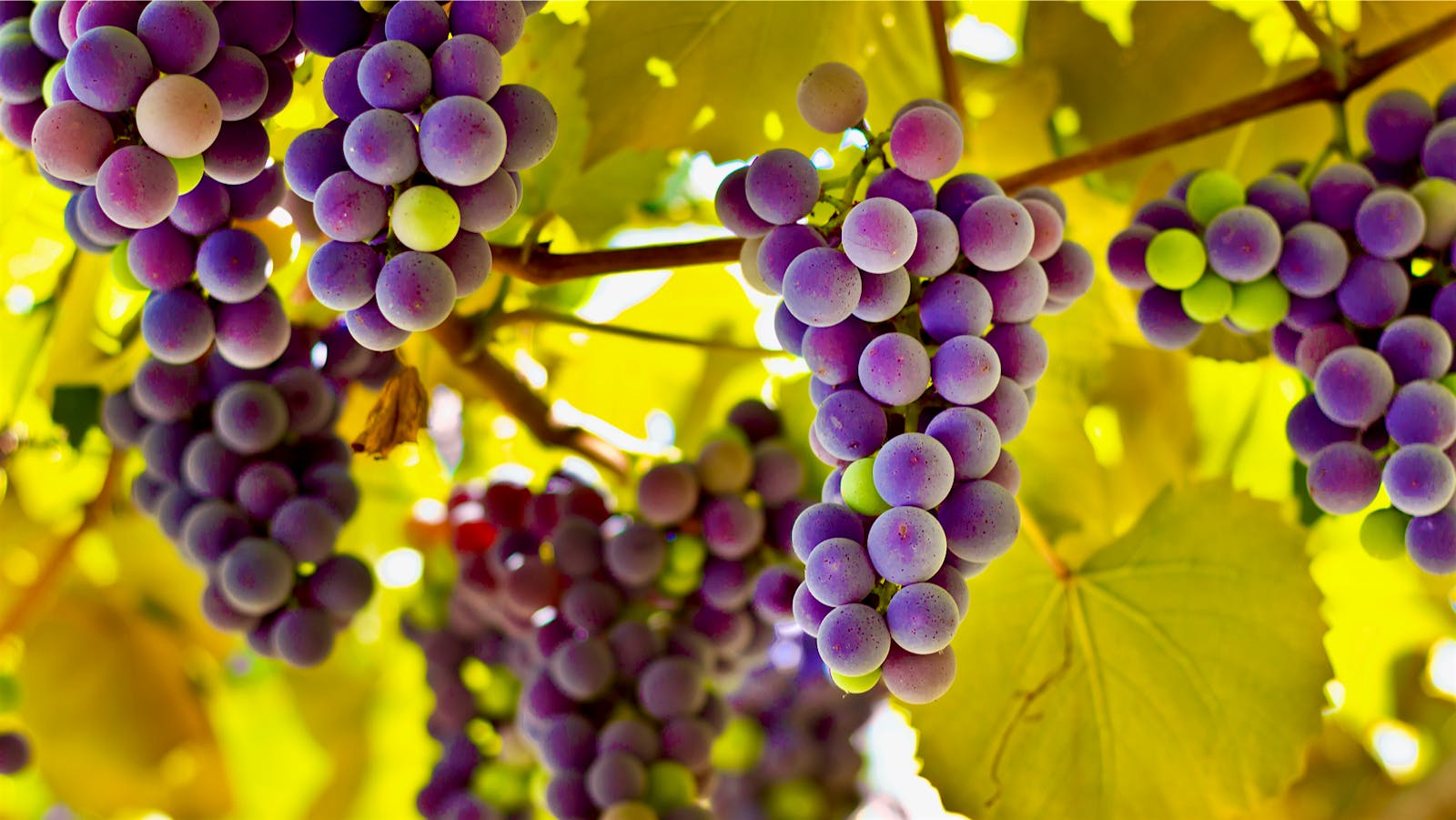 FlavonoidRich Diet May Reduce Alzheimer's Risk