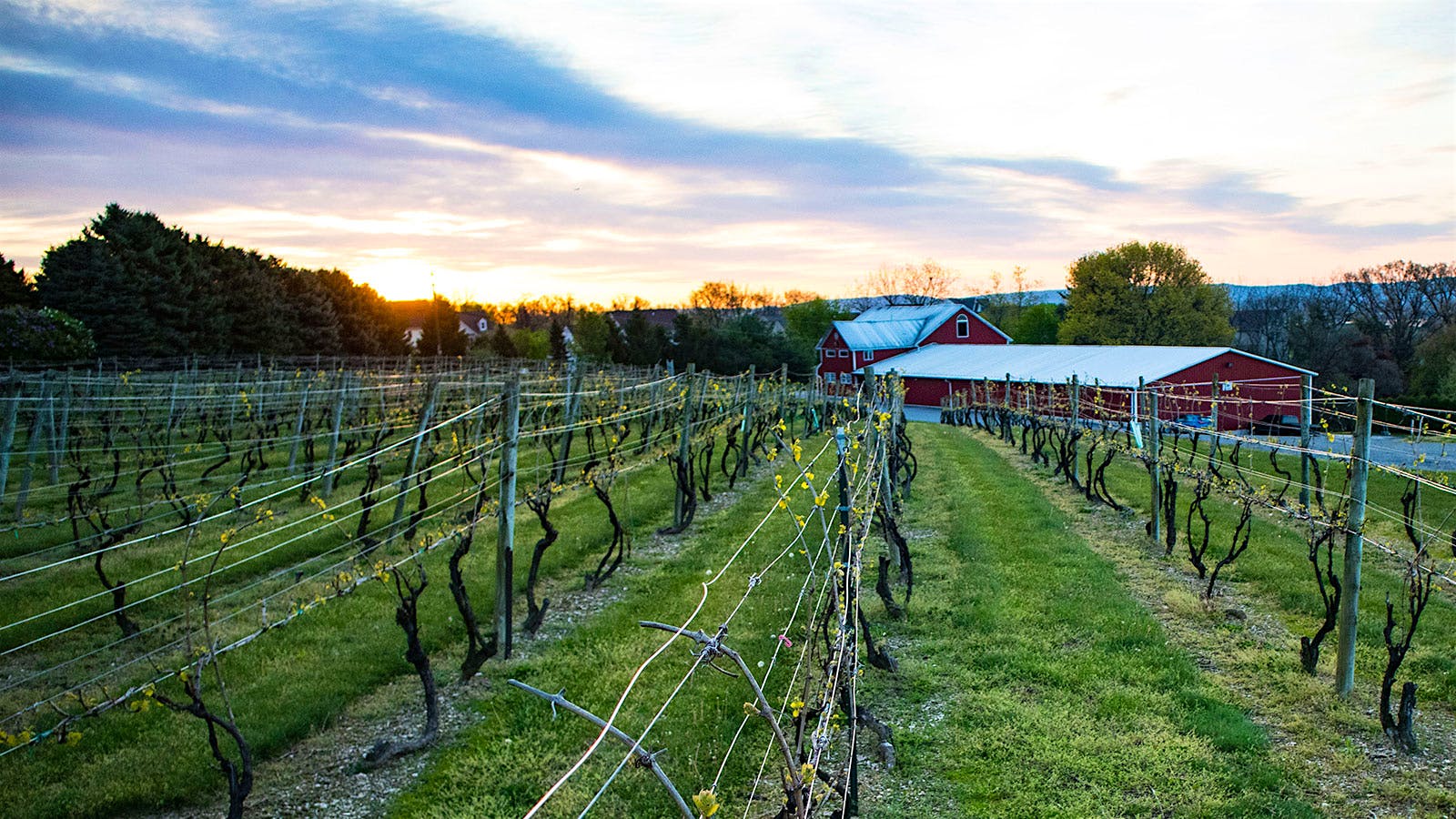 U.S. Wineries Cautiously Begin Reopening Phase