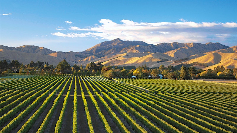 8 Juicy Sauvignon Blanc Values