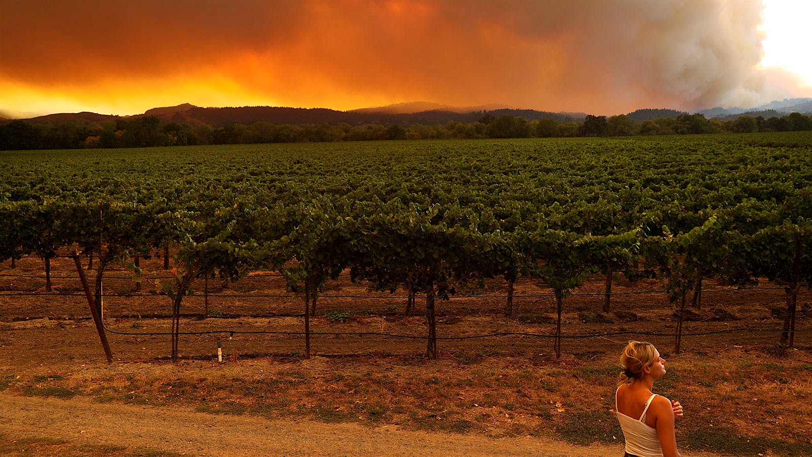 Flames in the hills behind a Sonoma County vineyard.