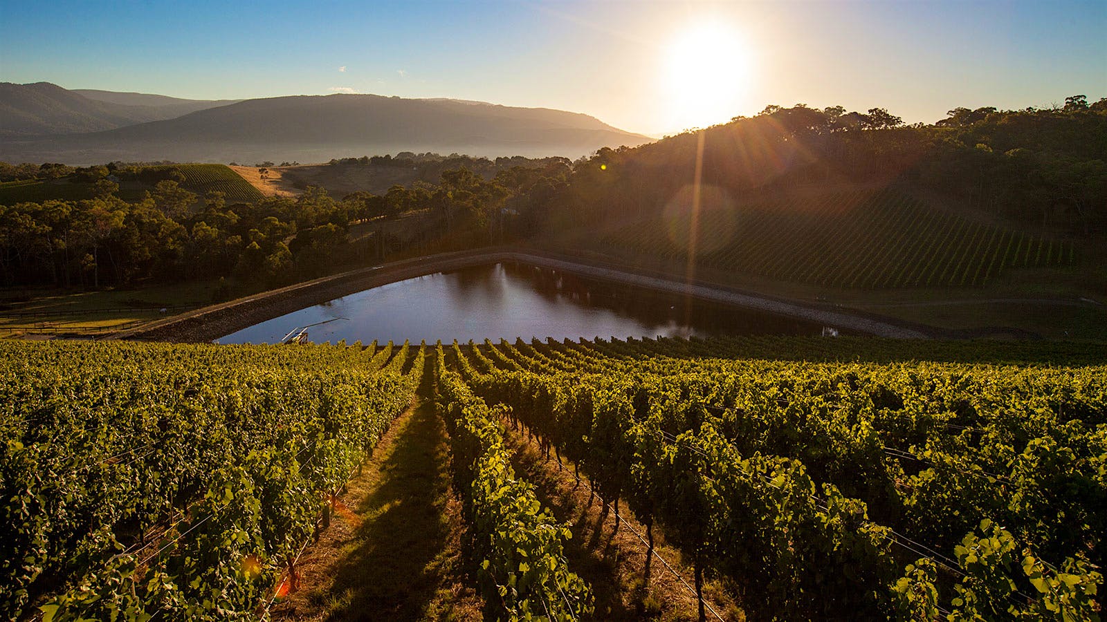 Exclusive: Jackson Family Wines Buys Australia's Giant Steps Winery