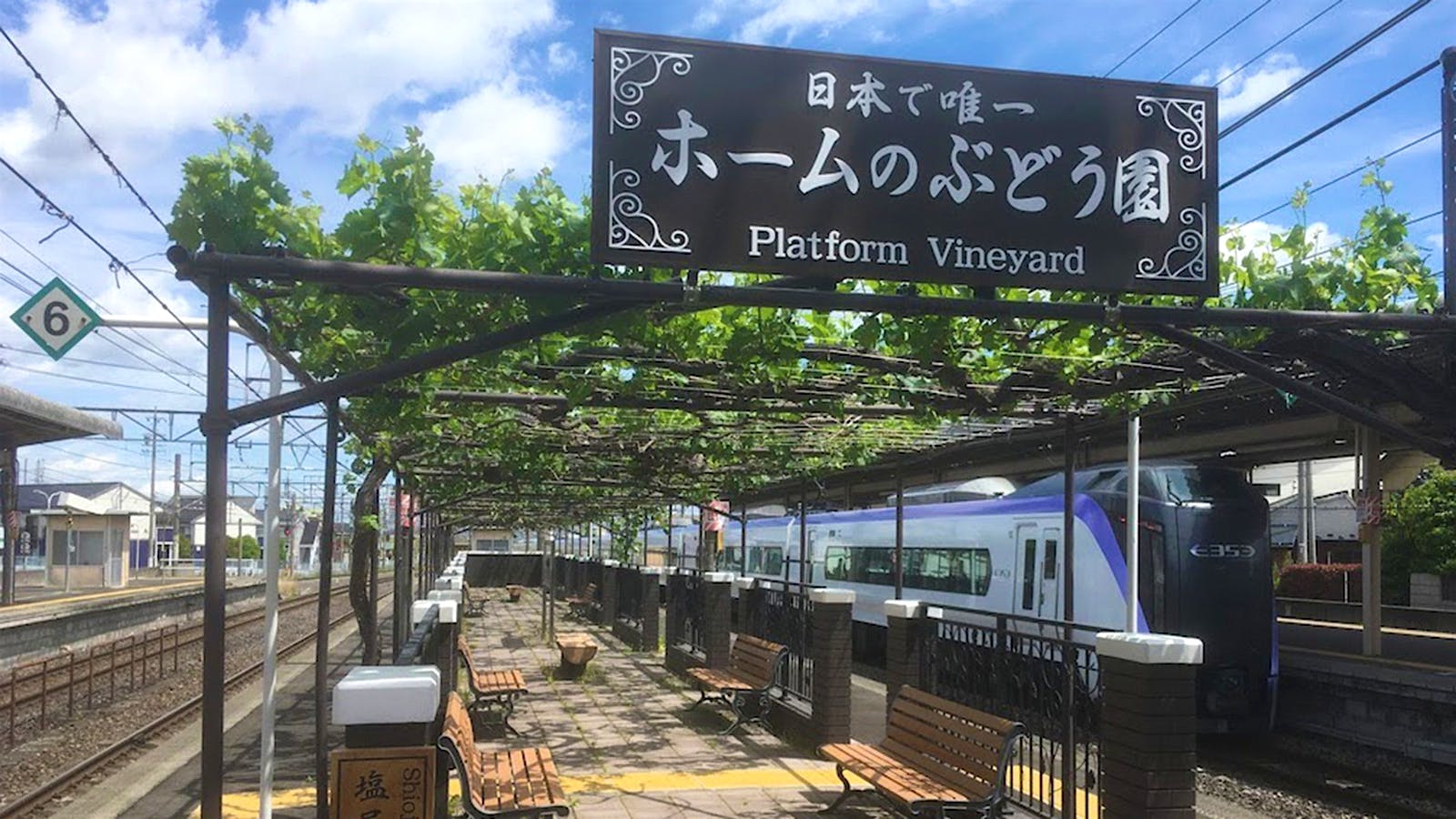 One-of-a-Kind Vineyard in Japan Offers Alternative Interpretation of Vine-Training