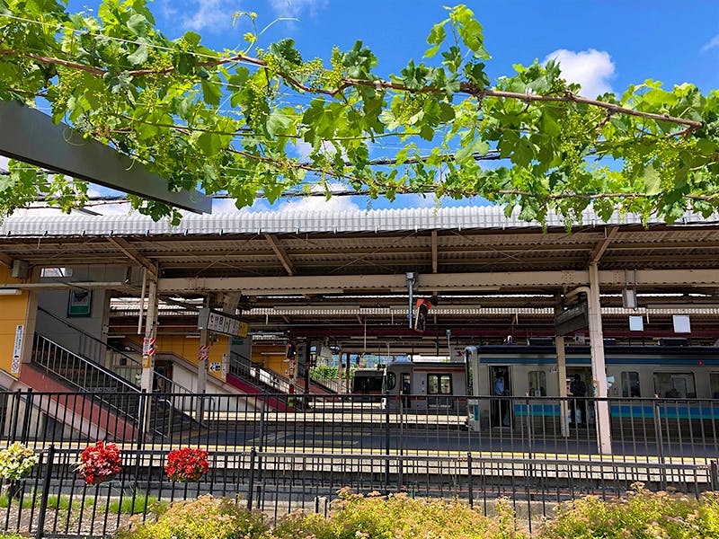 Trains and vines at the Shiojiri Station Platform Vineyard