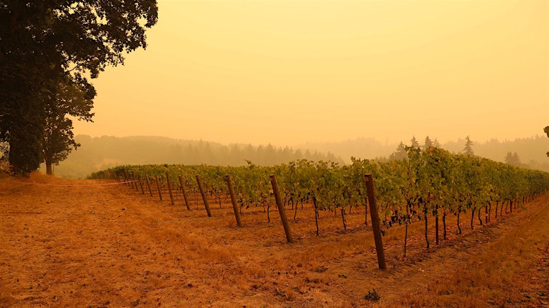 Wildfires, Smoke, and the 2020 Vintage