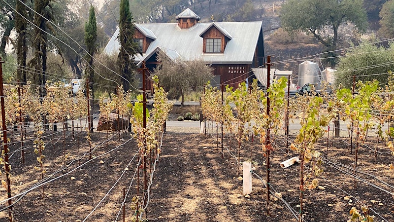 Napa's Winemakers Discover Scorched Vines and Close Calls
