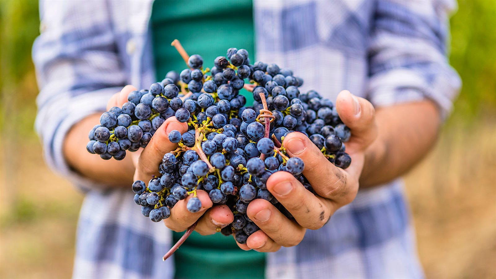 Flavanol-Rich Diet, Including Wine, Linked to Lower Blood Pressure