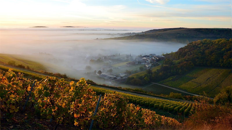 9 Global Sauvignon Blancs Up to 91 Points