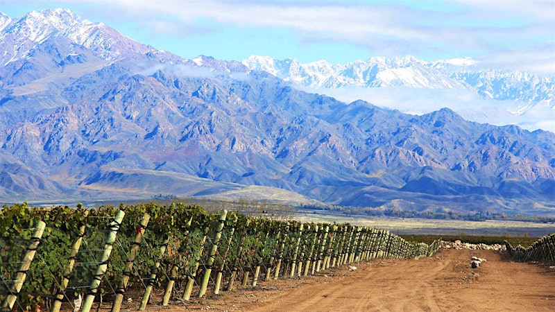 8 Captivating Malbec Values from Argentina