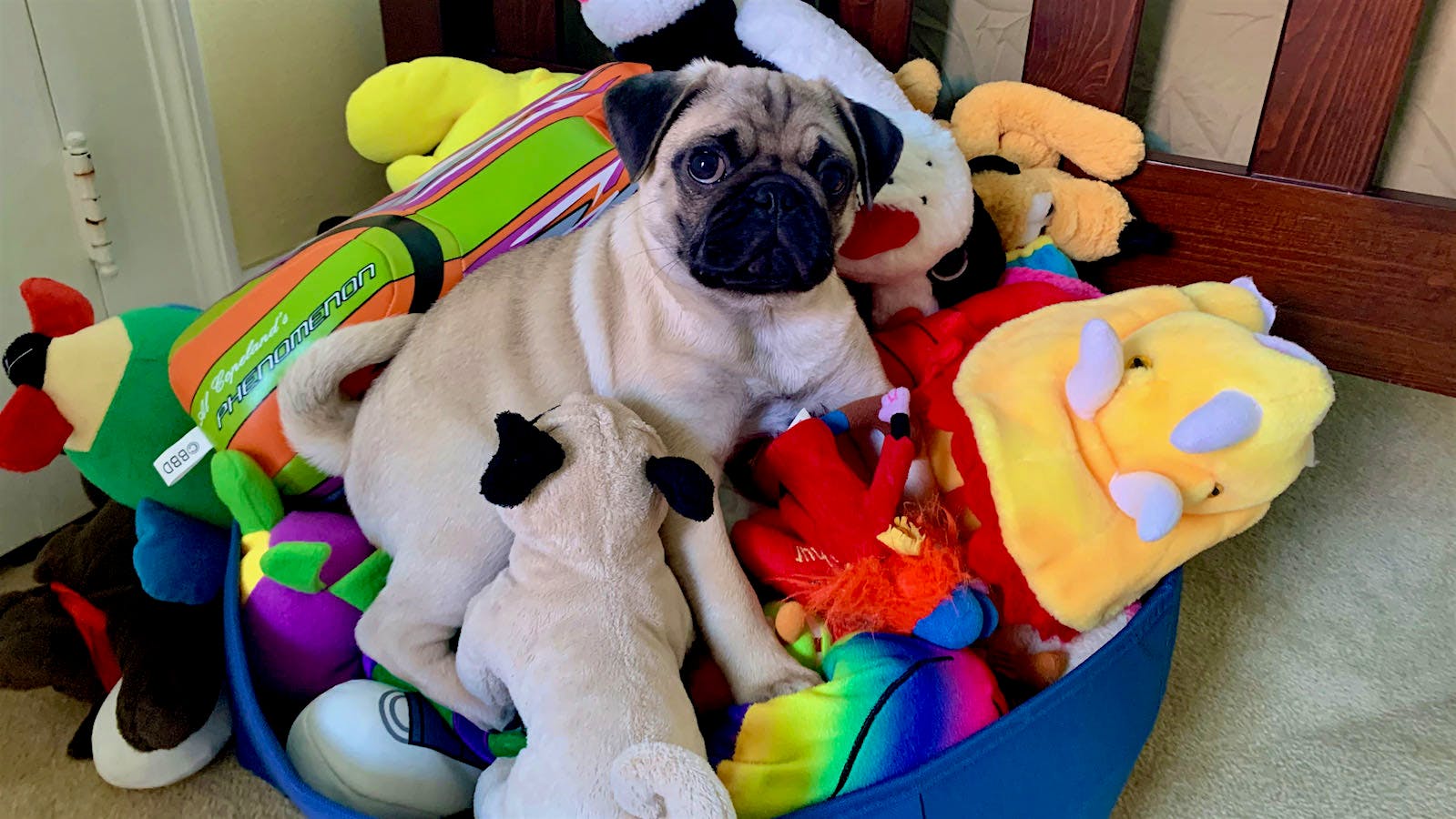 Monty the pug with stuffed animals