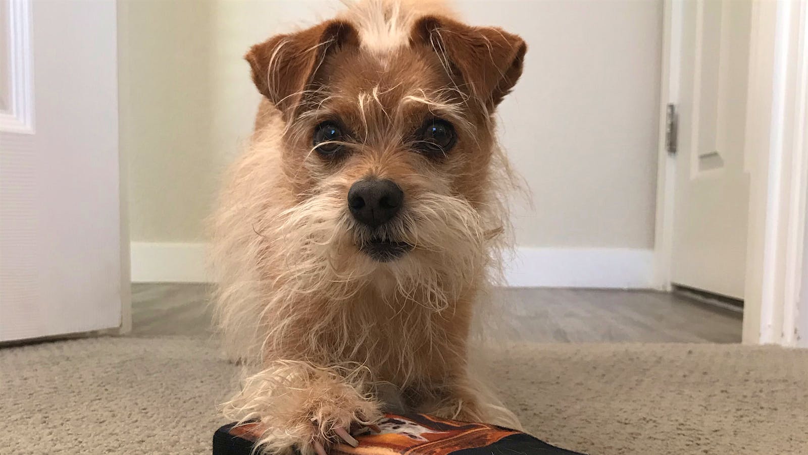 Portrait of terrier mix Sherman Romano