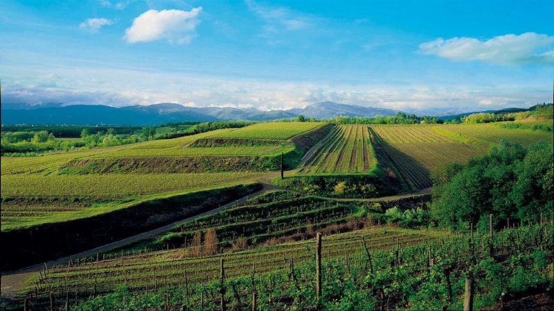 11 Mouthwatering Northeastern Italian Whites