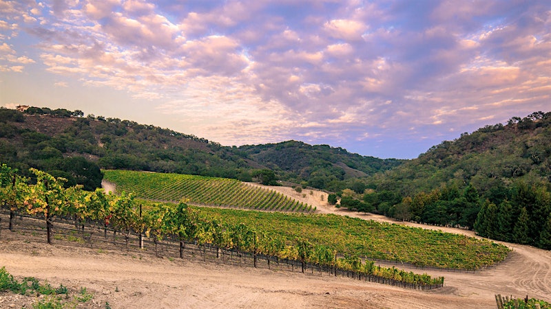 12 Diverse West Coast Chardonnays