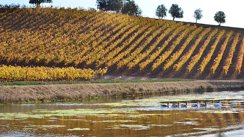 9 Chilean Cabernet and Carmenère Values
