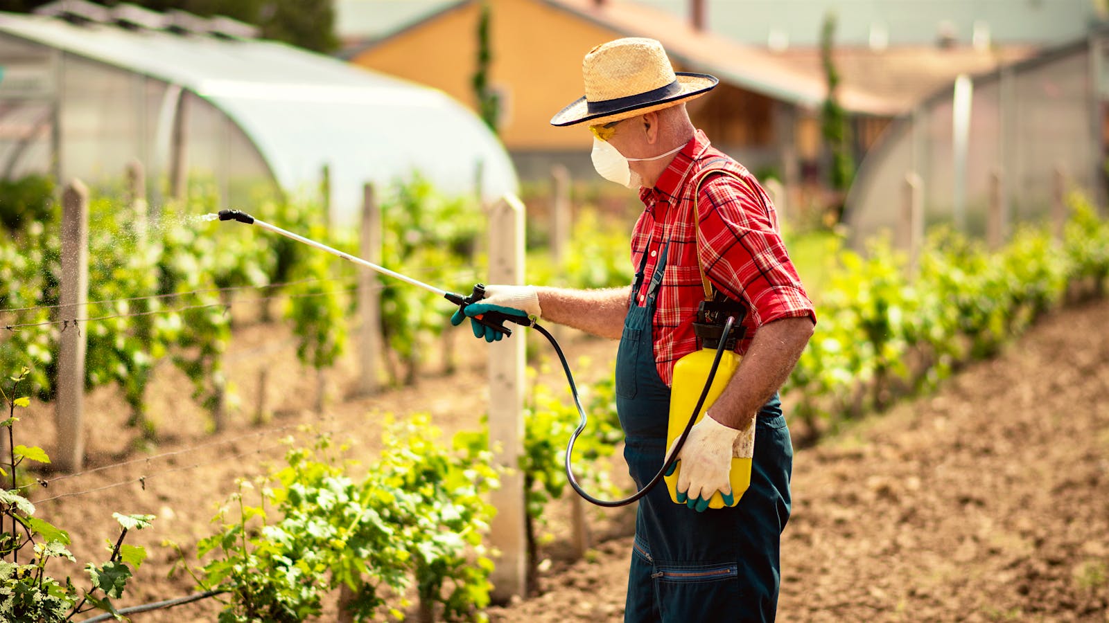 A vineyard worker sprays vines