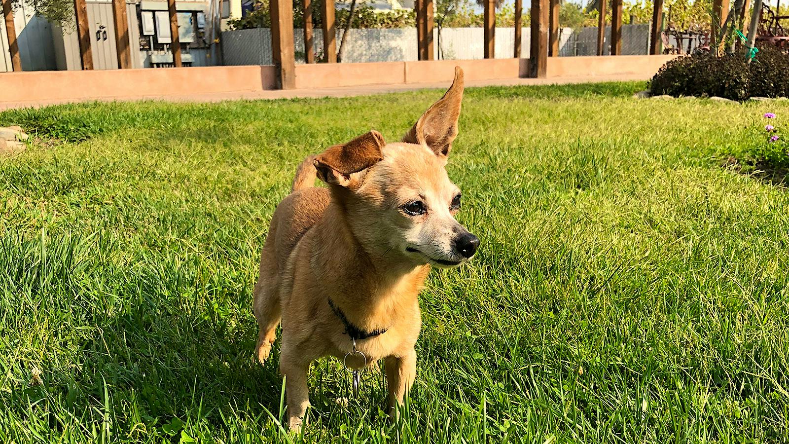 Tyson Rippey Wine Spectator Reader Dogs: Mia the Chiweenie