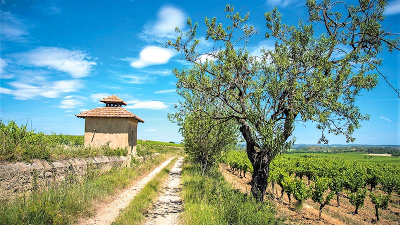 8 Southern French Wines for $20 or Less