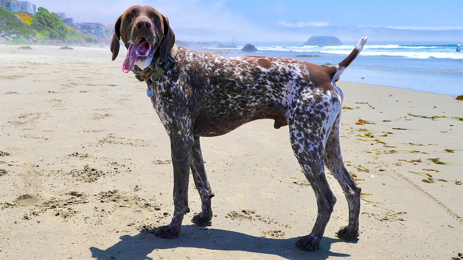 Argiano the German Shorthaired Pointer