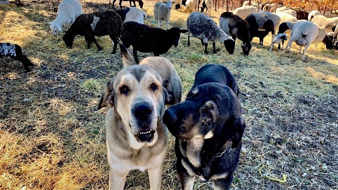 Two Spanish Mastiffs in front of a flock of sheep