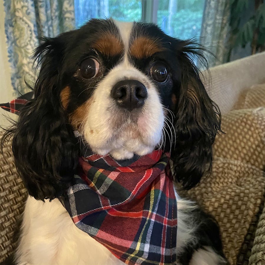 Bliss, a tricolor Cavalier King Charles Spaniel, wearing a kerchief around her neck
