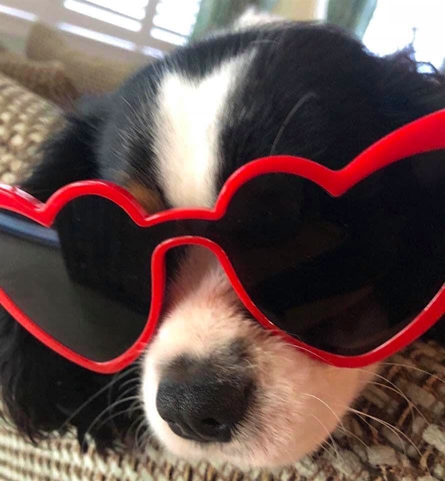 Bliss, a tricolor Cavalier King Charles Spaniel, napping wth heart-shaped sunglasses on