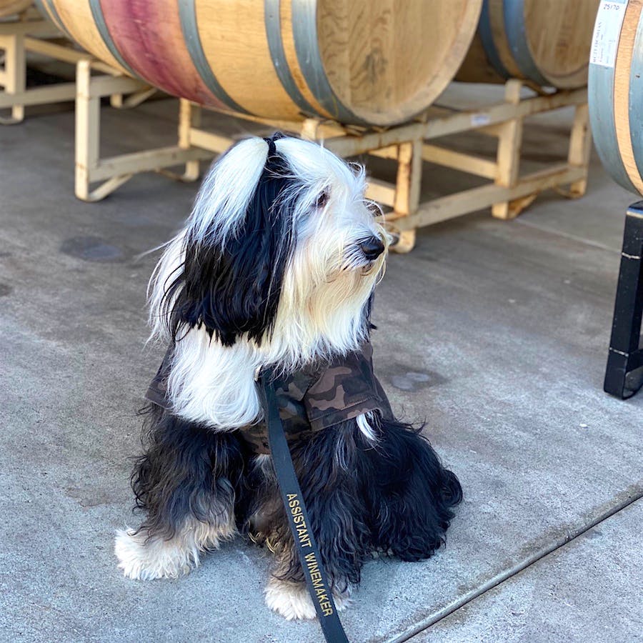 Bruce Wayne, a Tibetan Terrier, in front of wine barrels