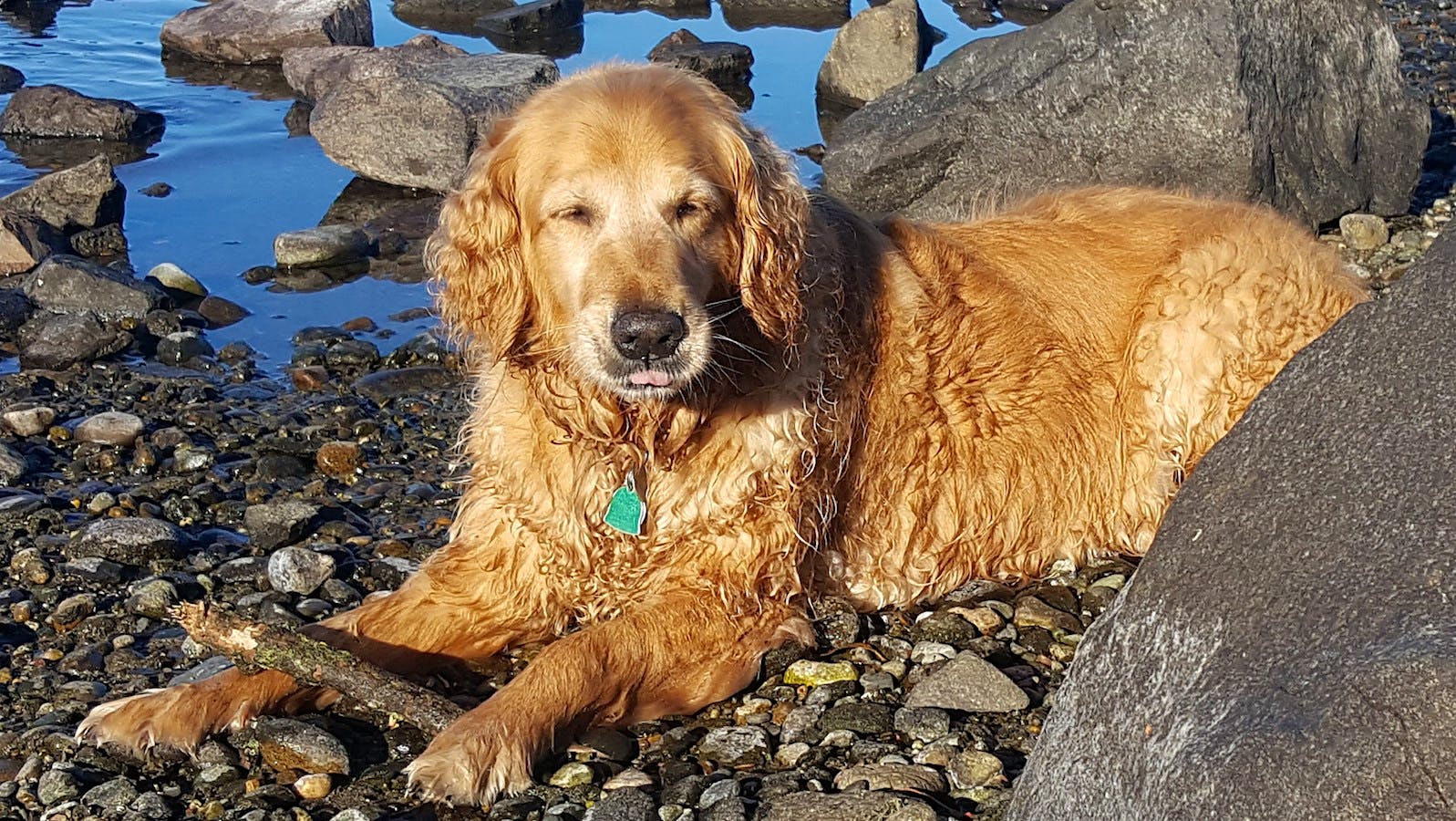 Golden Retriever Carrera lying on a rocky shore next to water holding a stick
