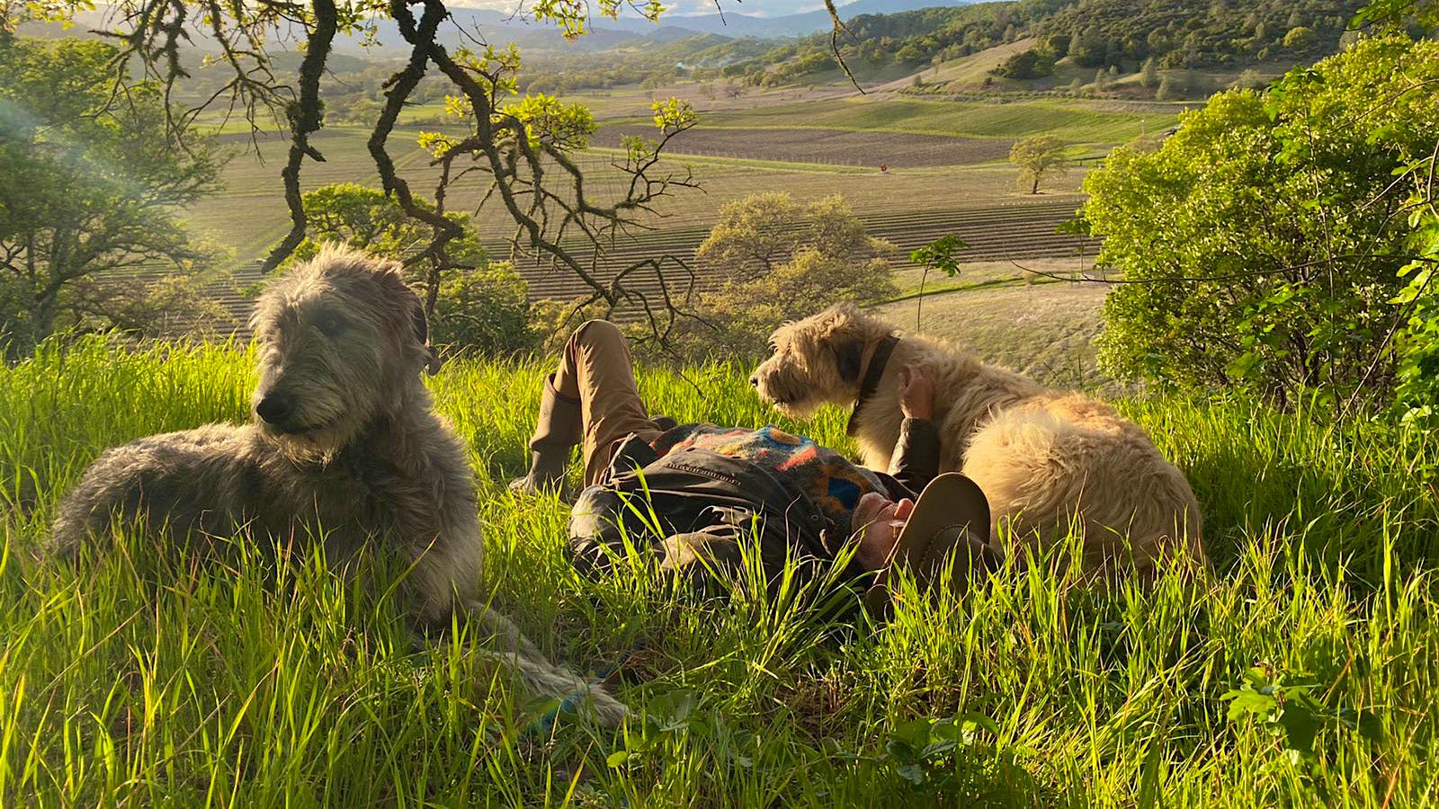 Wine Spectator Reader Dogs Mancha the Pomeranian