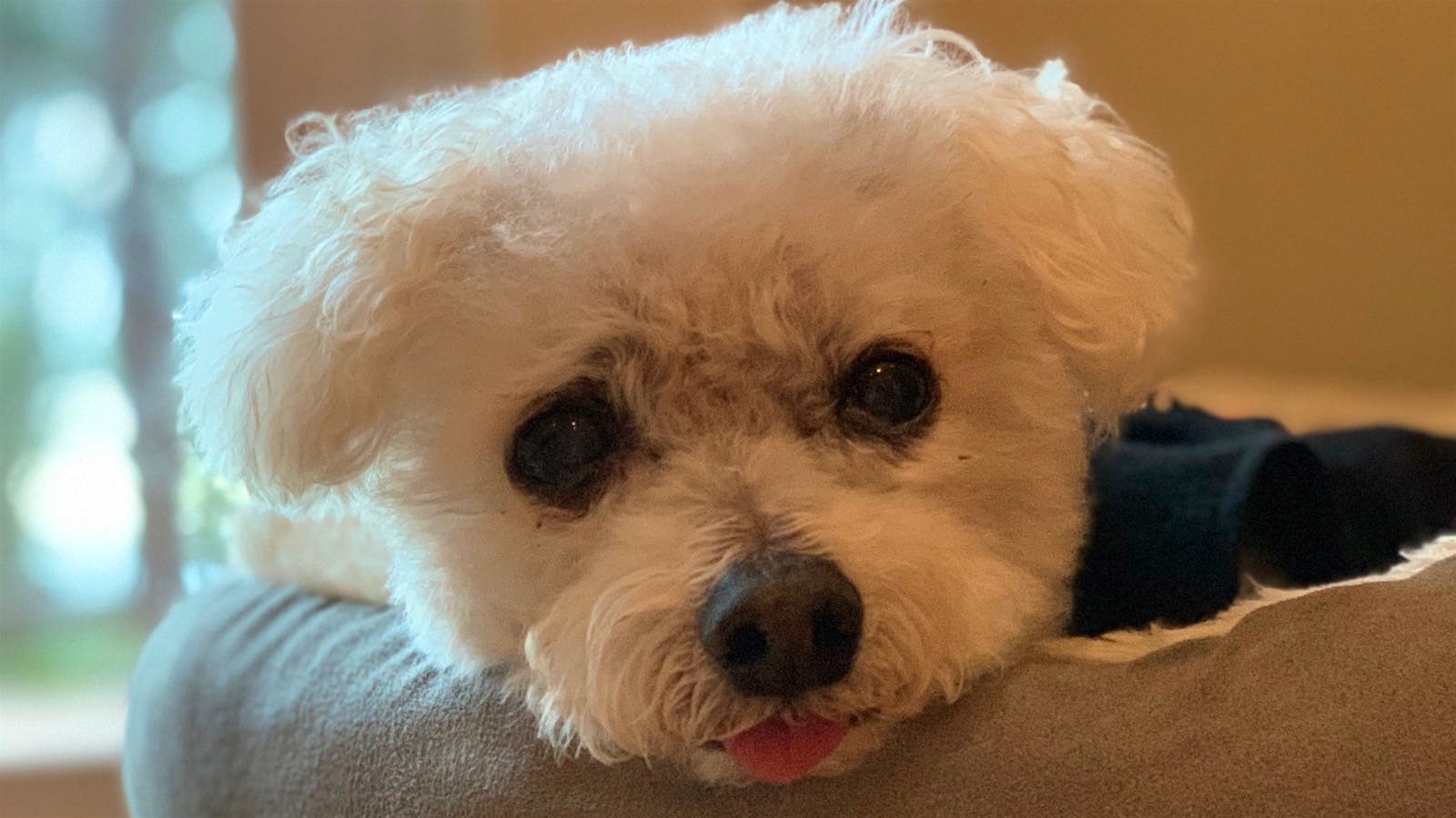 Closeup of a Bichon Frise's adorable face