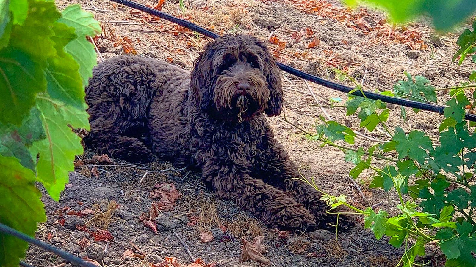 Charlee Rose the Labradoodle