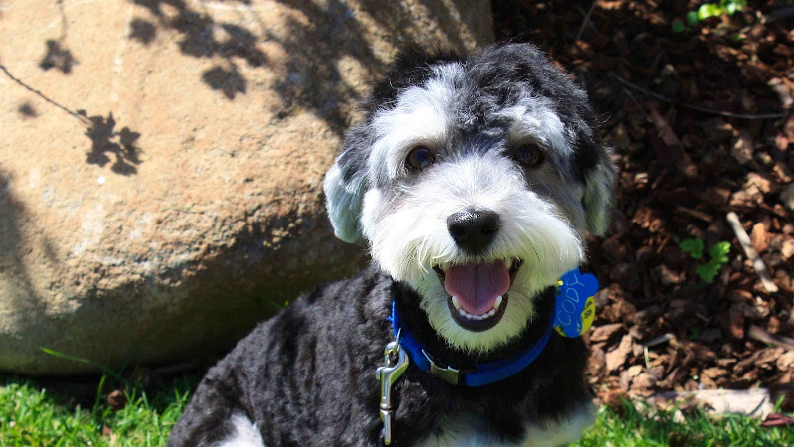 Portrait of Cody, a Havanese, outdoors